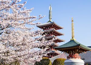 Cherry blossom in Asakusa, Tokyo