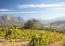 Winelands in South Africa