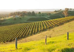 Vineyard Australia