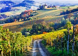 Vineyards of Piedmonte