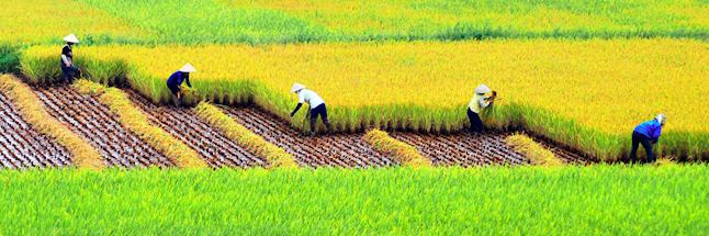 Rice fields, near Hanoi Rice fields, near Hanoi