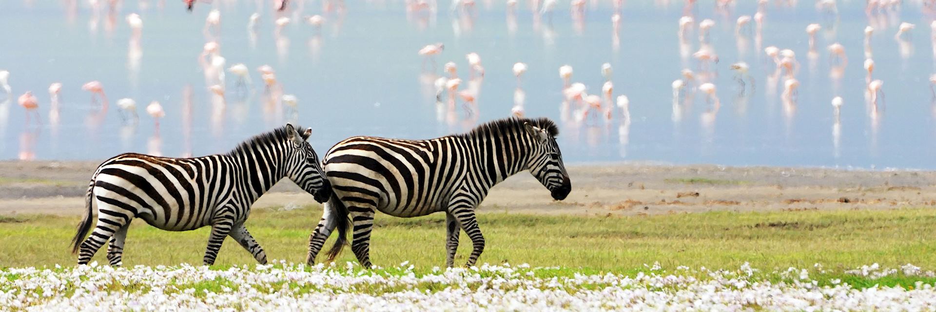 Zebra, Tanzania