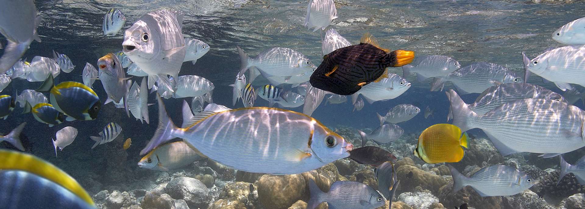 Marine life, the Maldives