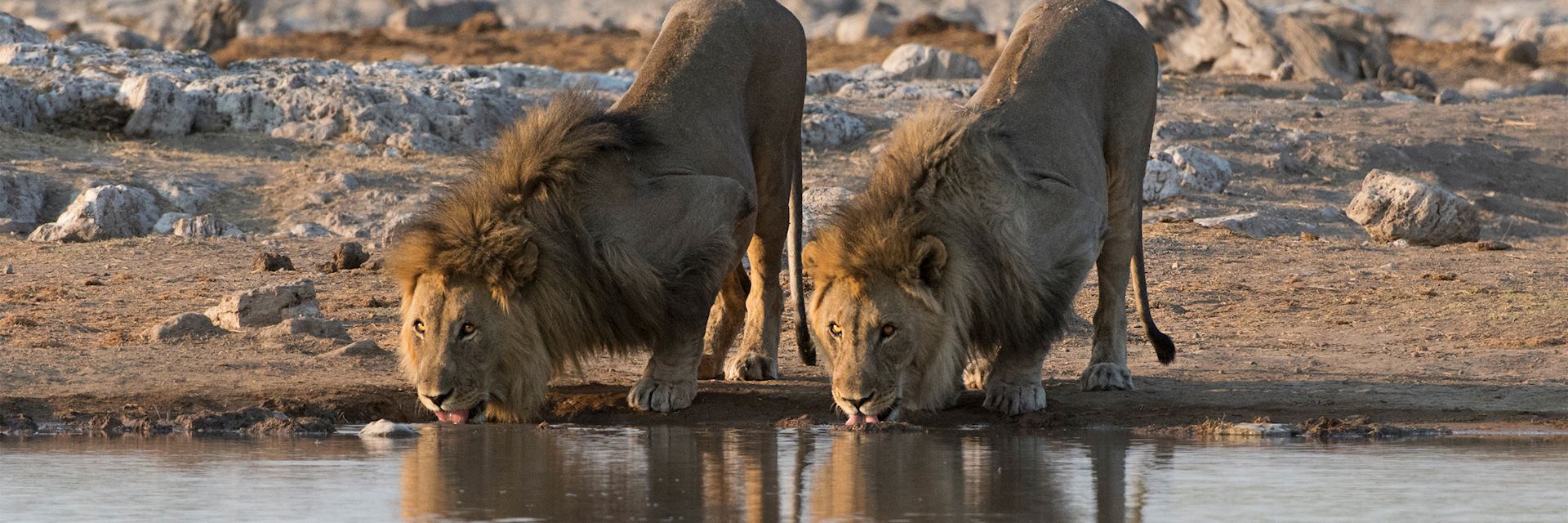 Lion, Etosha National Park