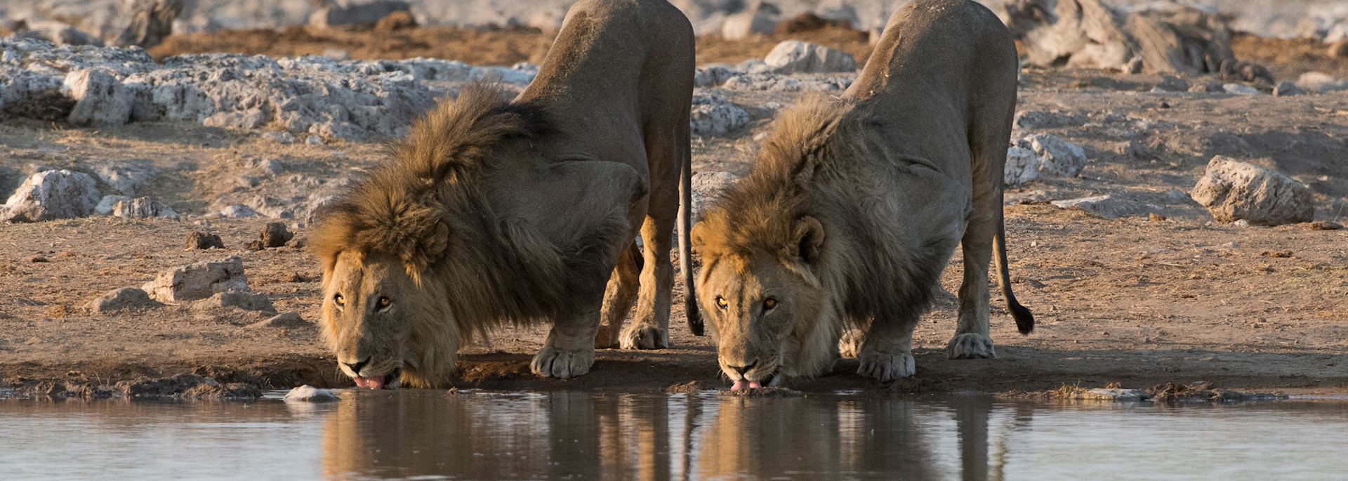 Lion, Etosha National Park