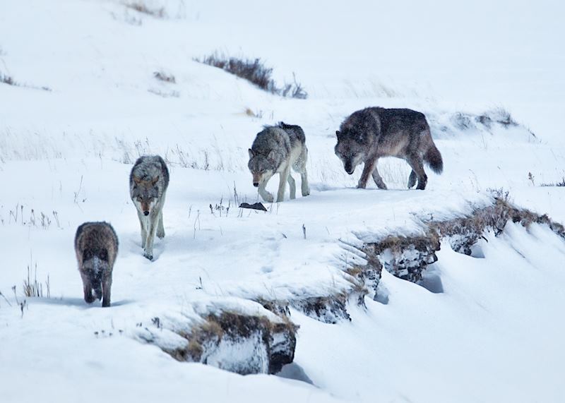 Grey wolves in Yellowstone National Park, USA