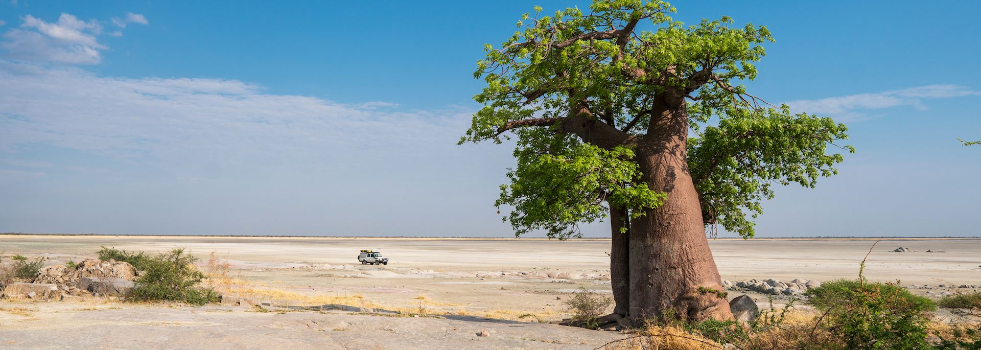 Baobab tree on Kubu Island
