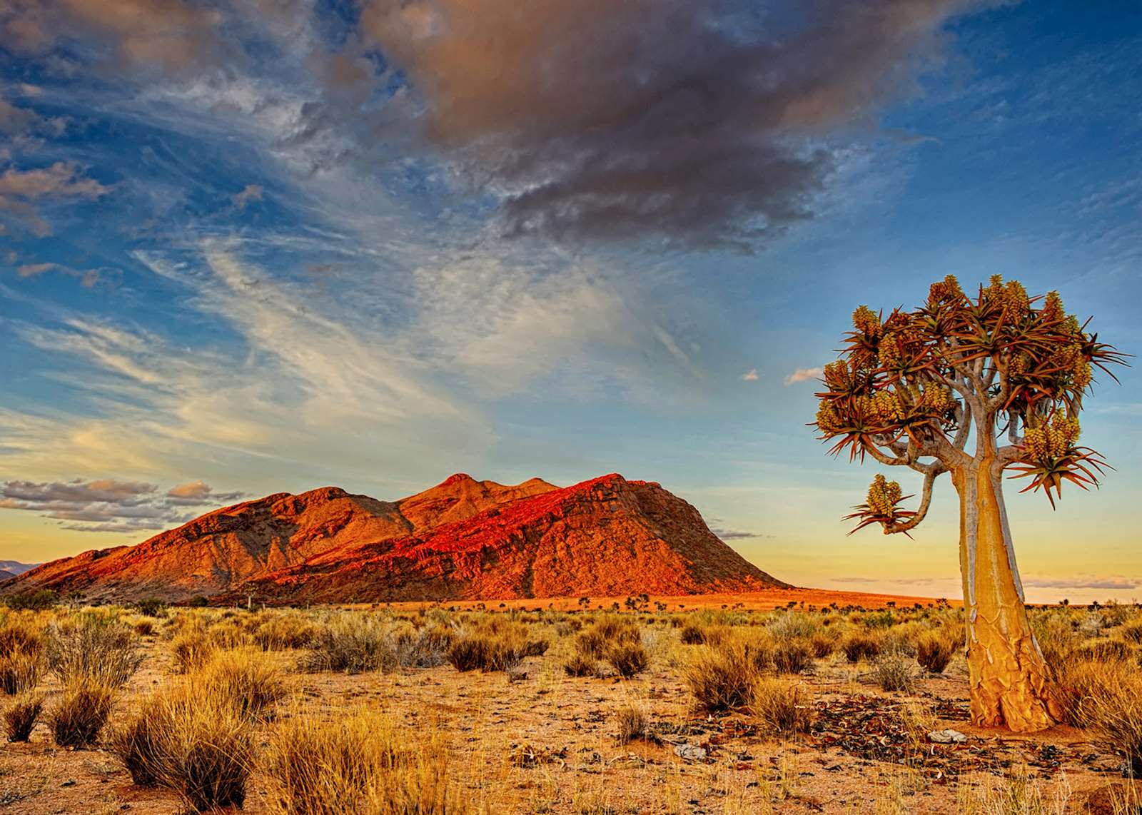 8 of the world’s most unusual plants & trees | Audley Travel CA