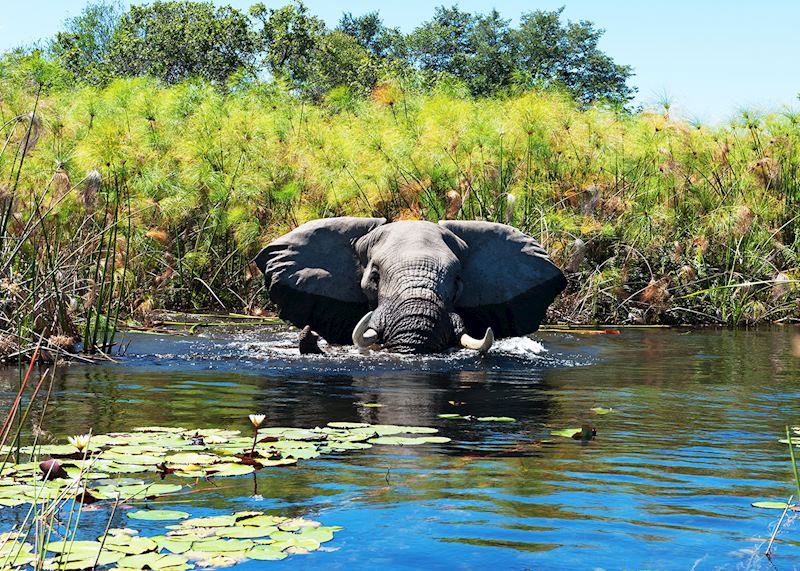  Elephant, Okavango Delta, Botswana