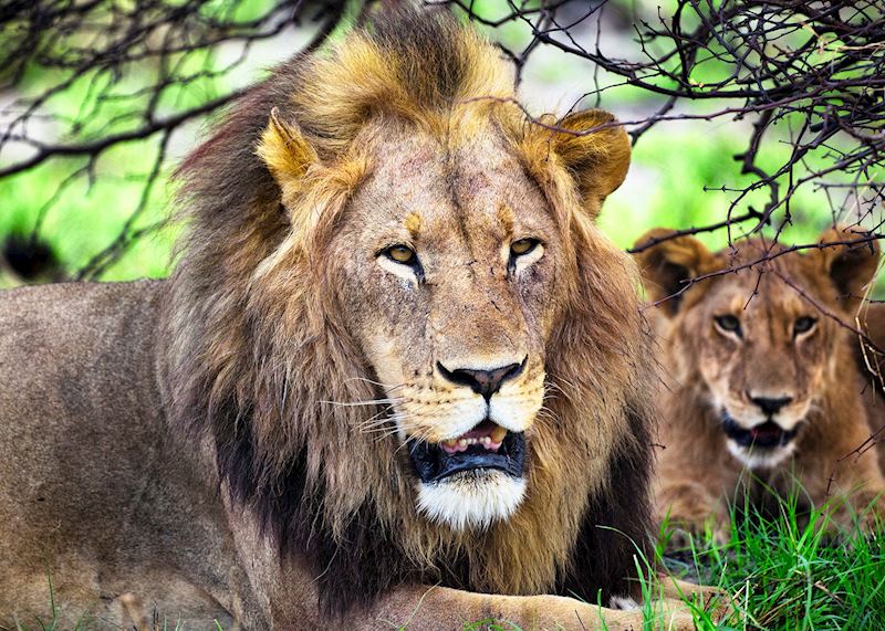 Lions, Moremi Game Reserve, Botswana