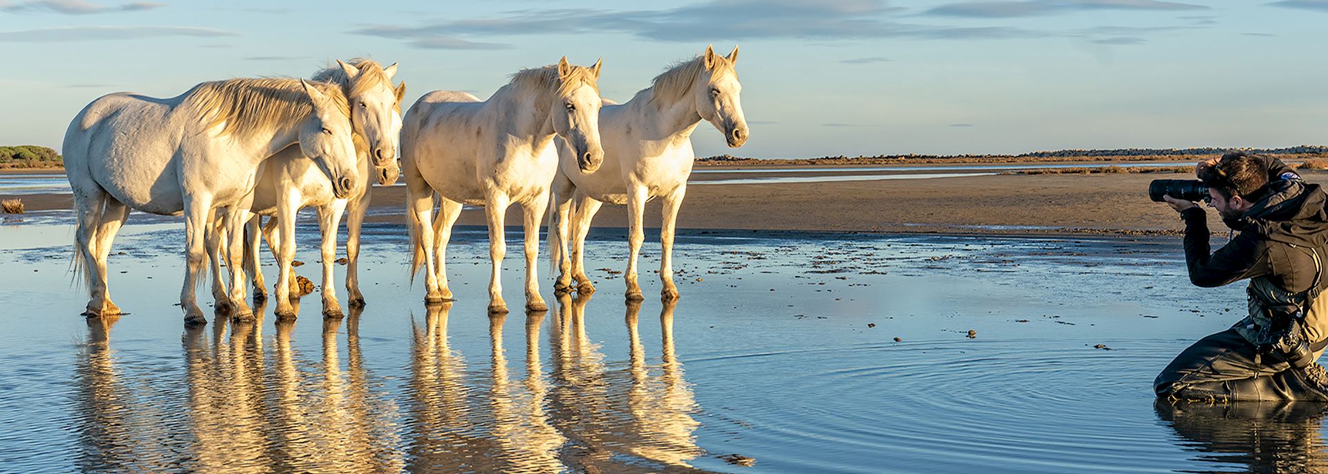 Horses in the Camargue