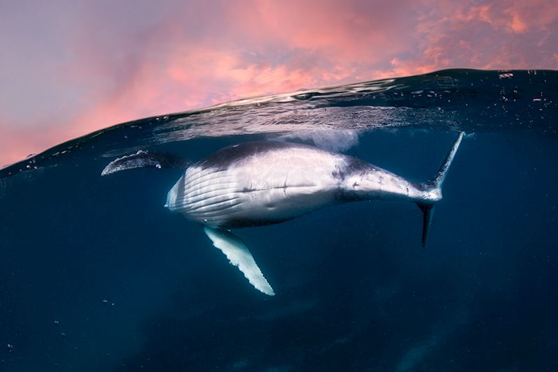 Song for a whale - © Harry Skeggs