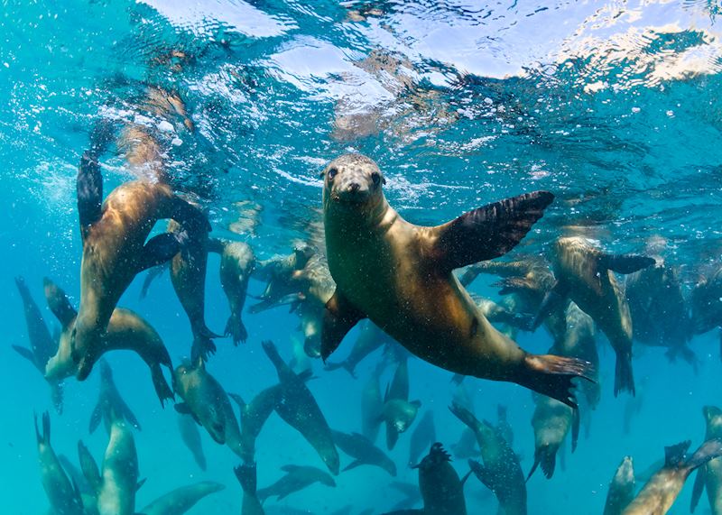 Sea lions in Baja California