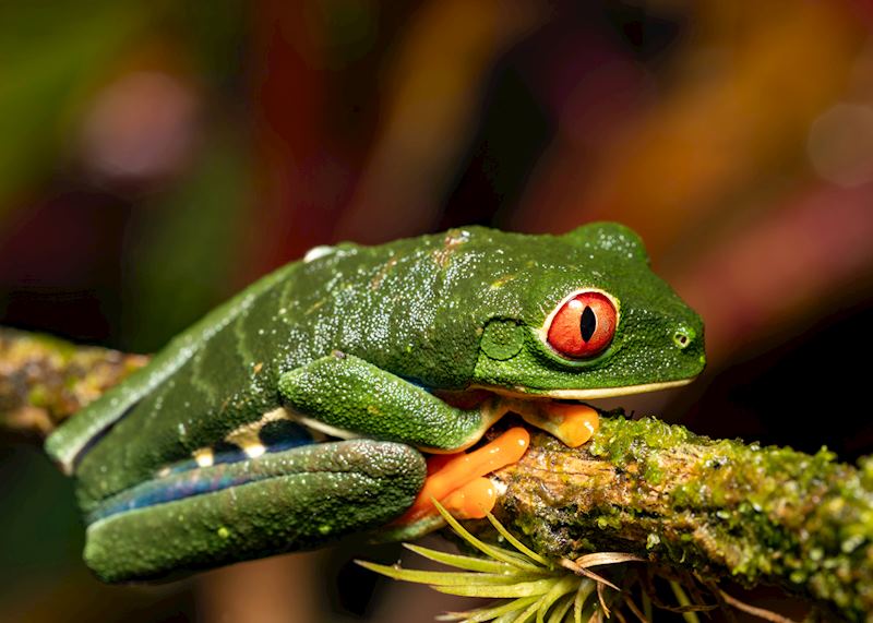 Red-eyed tree frog, Caño Negro