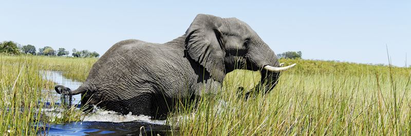 Elephant in the Okavango Delta, Botswana