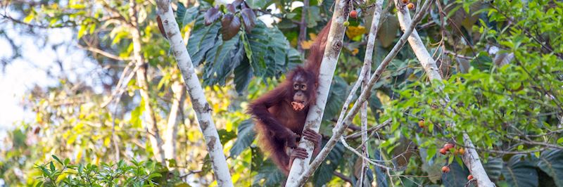 Orangutan on the banks of the Kinabatangan River, Borneo