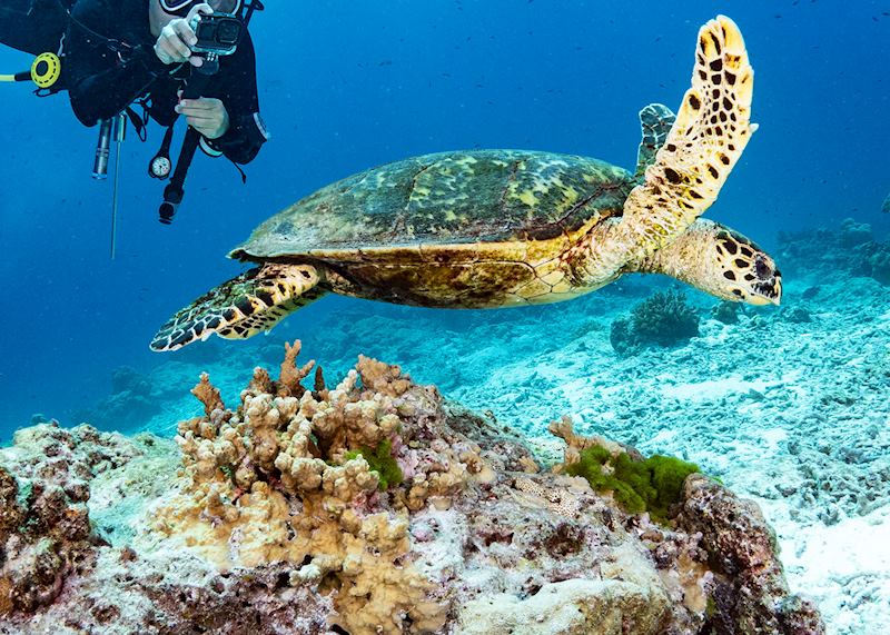 Hawksbill turtle, Andaman Islands, India
