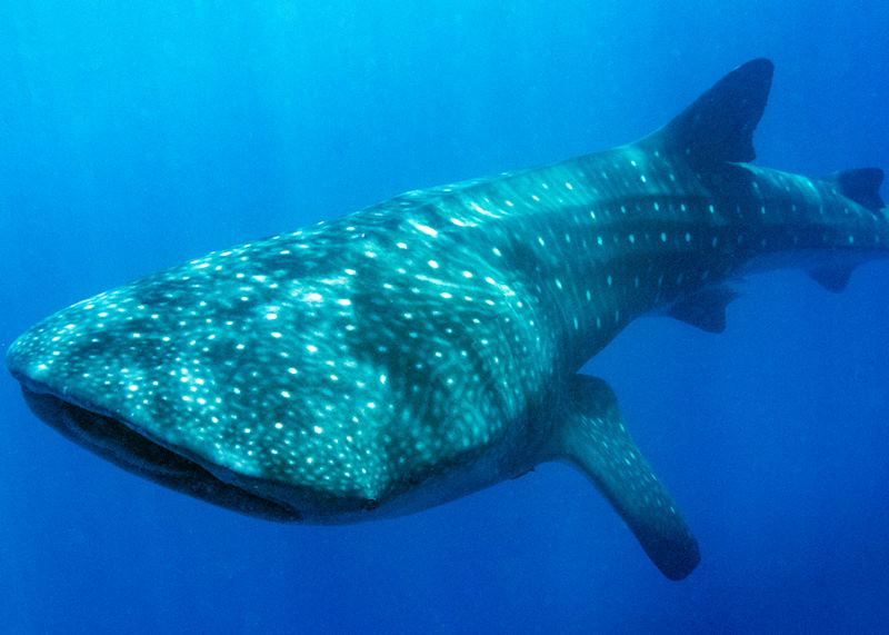 Whale shark, Utila, Honduras