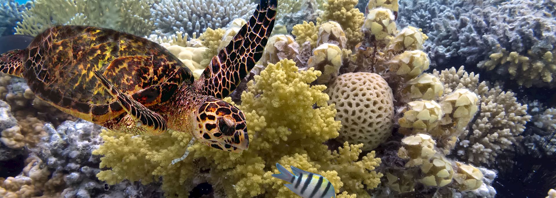 Green turtle, Great Barrier Reef, Australia