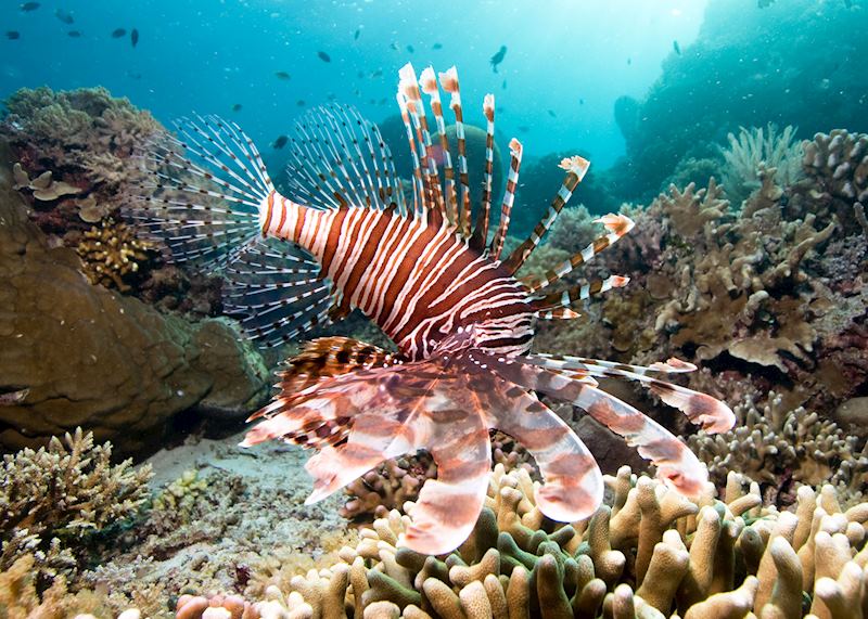Lionfish, Bunaken National Marine Park, Indonesia
