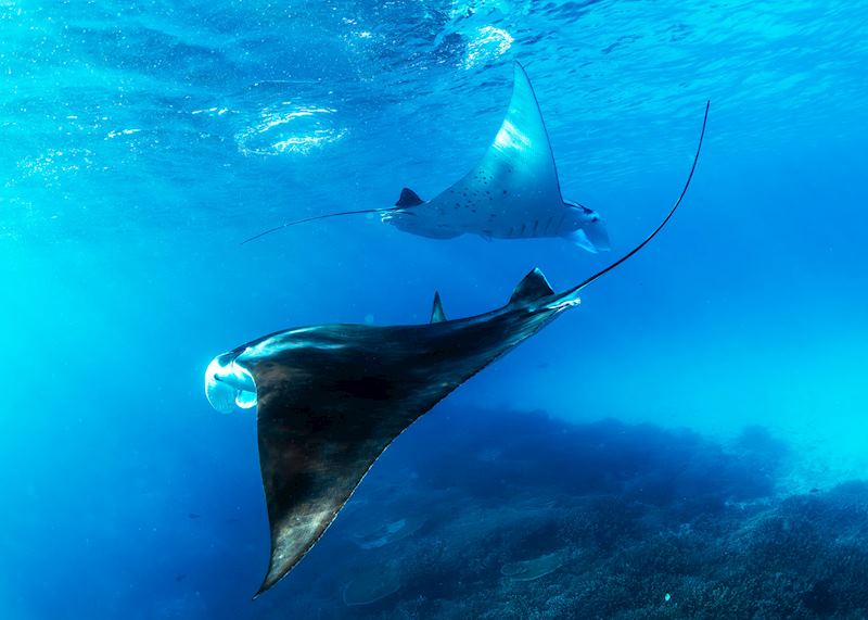 Manta rays, Lady Elliot Island, Australia