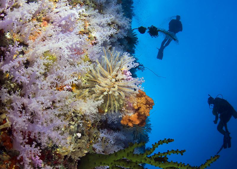 The Great White Wall, Somosomo Strait, Fiji