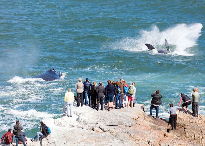 Southern right whales, Hermanus, South Africa 