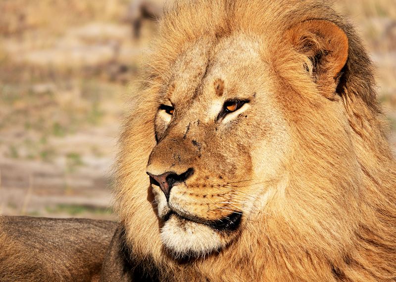 Lion,  Hwange National Park, Zimbabwe