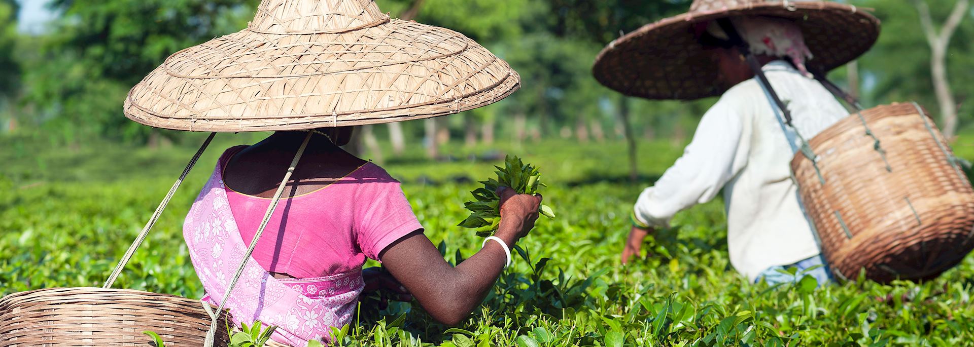 Tea estate, Assam, northeast India