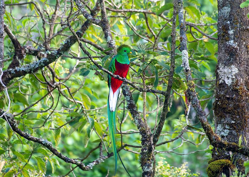 Resplendent quetzal, San Gerardo de Dota, Costa Rica