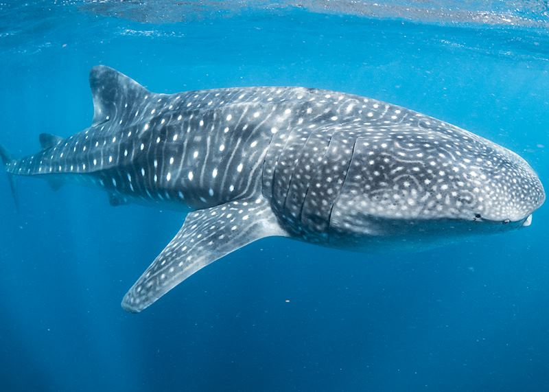 Whale shark, Ningaloo Reef, Australia
