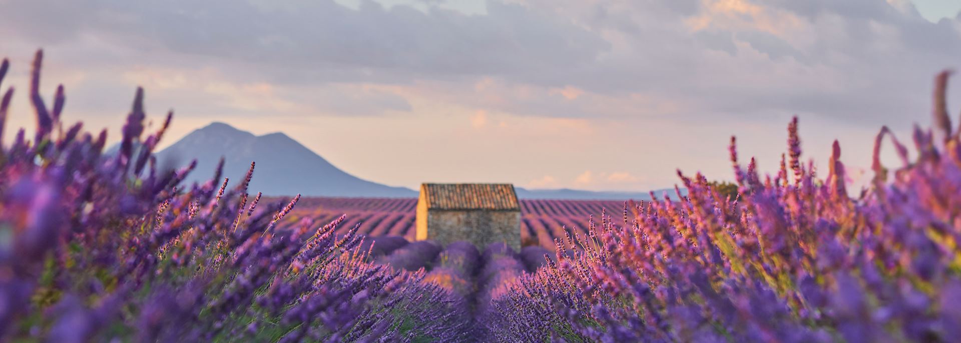 Lavender field, New Zealand