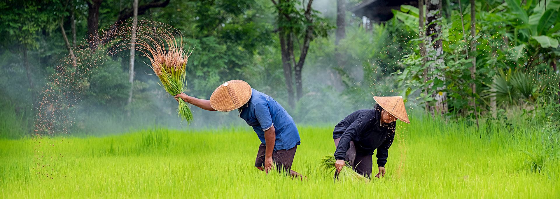 Rice fields