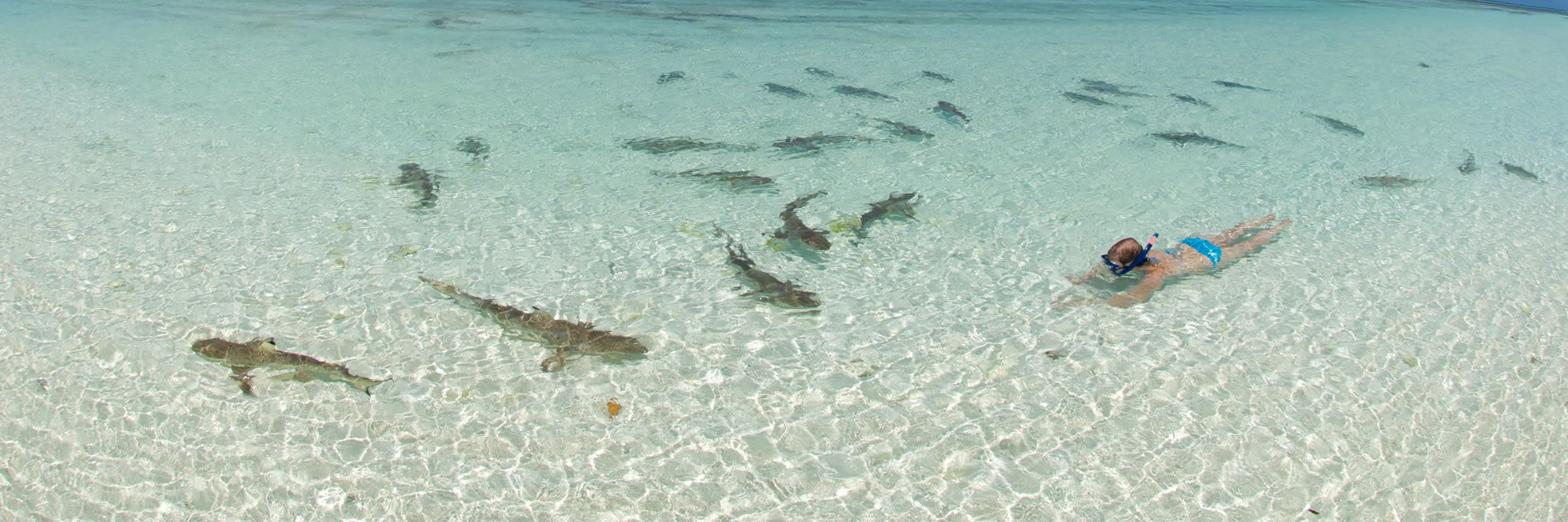 Snorkeling with sharks