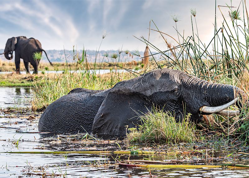 Elephant in Chobe National Park