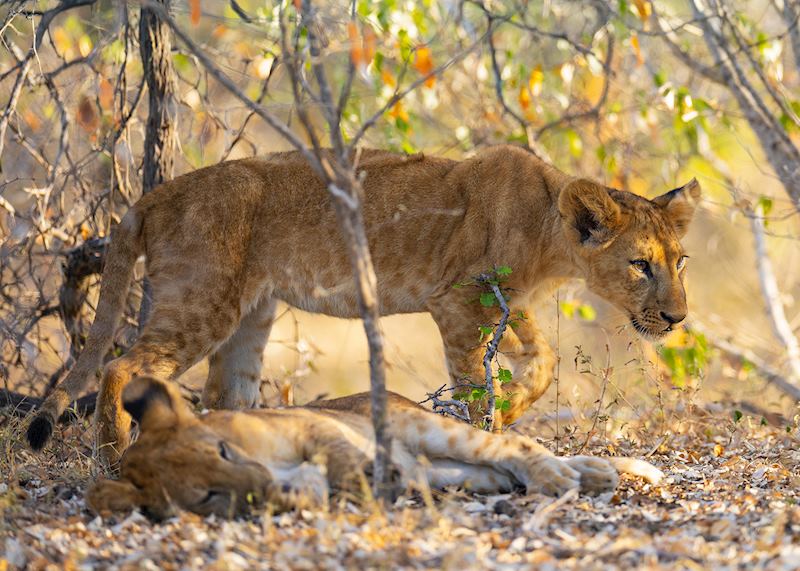 Lion in Nyerere National Park