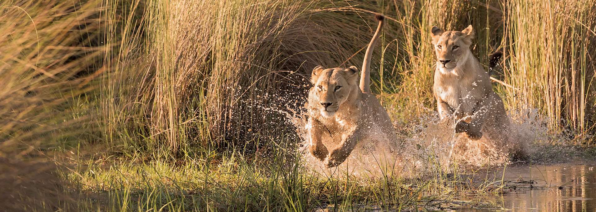 Lion in Kruger National Park