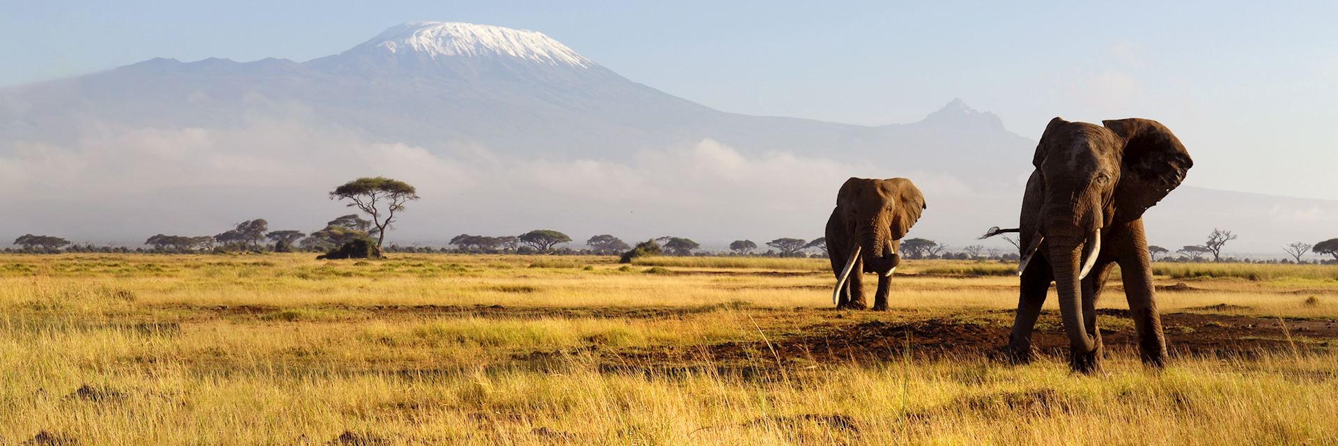 Elephant