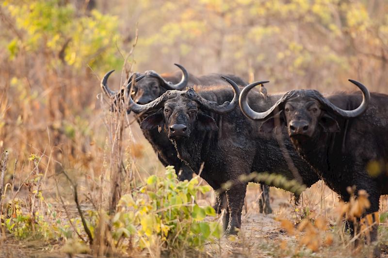 Cape buffalo, Selous Game Reserve
