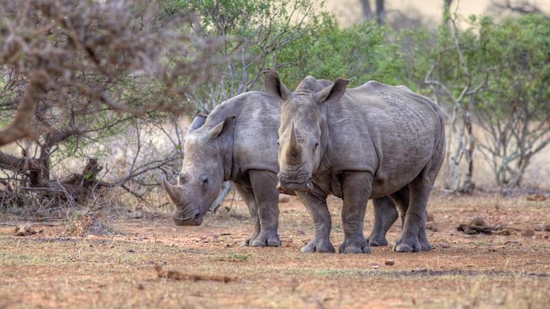 White rhino, Kruger National Park