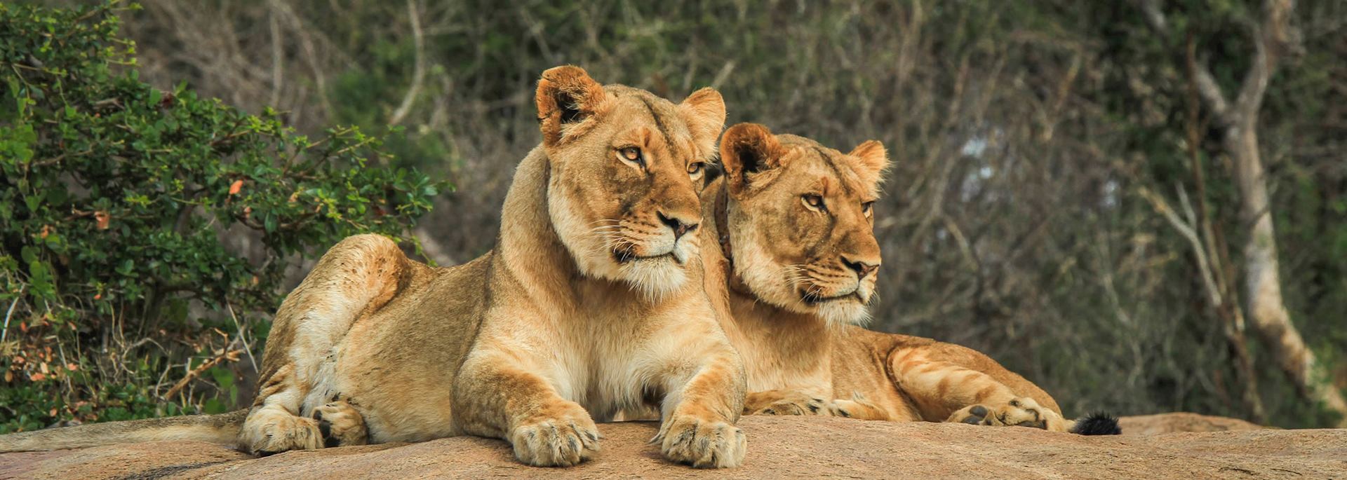 Lion, Kruger National Park