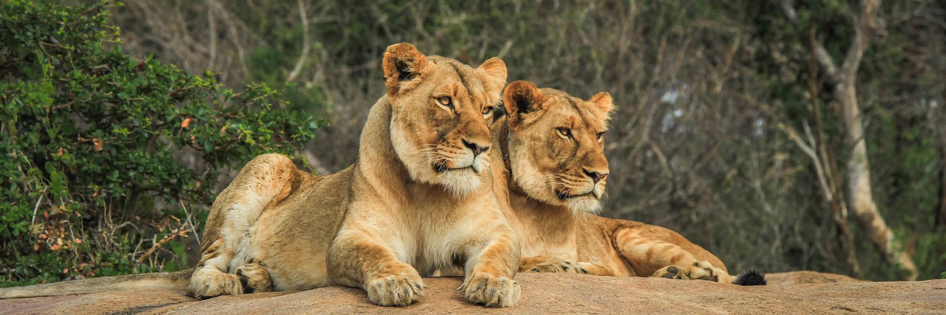 Lion, Kruger National Park