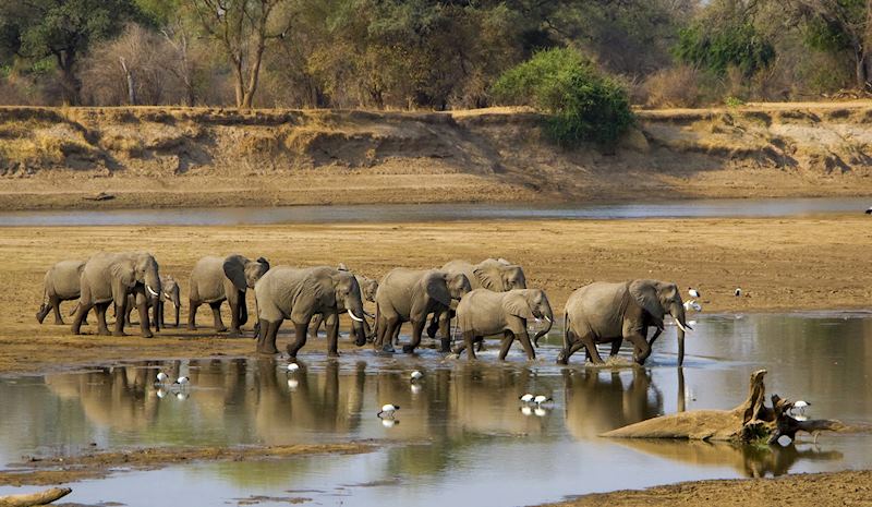 Elephant, South Luangwa National Park