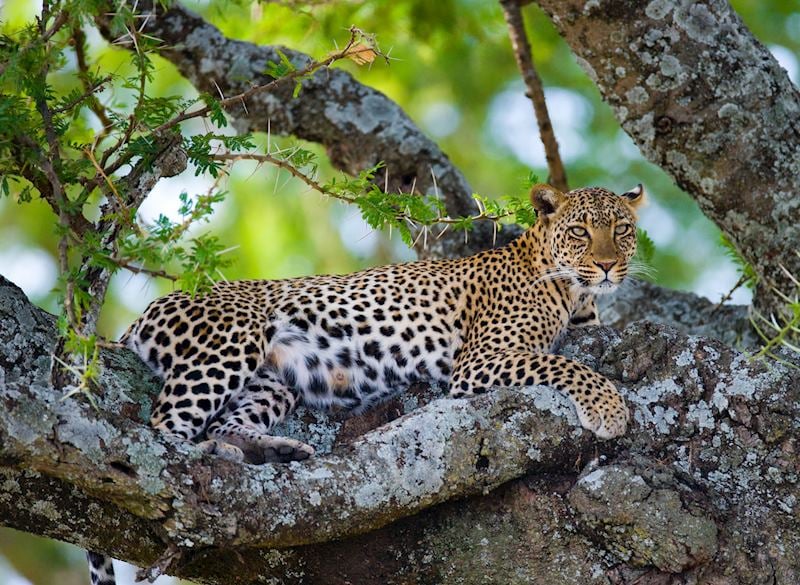 Leopard, Masai Mara