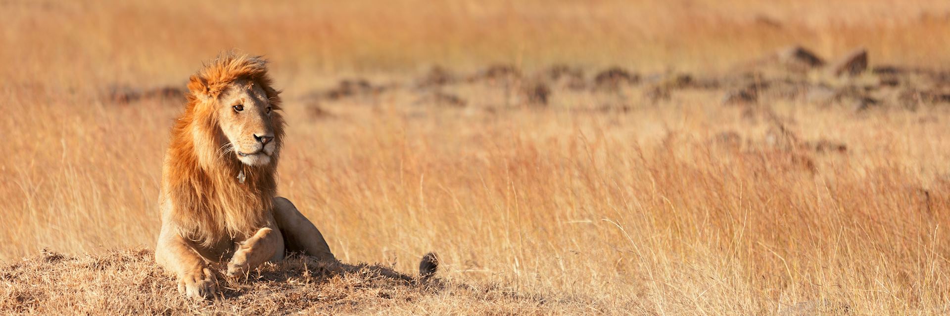Lion in the Masai Mara