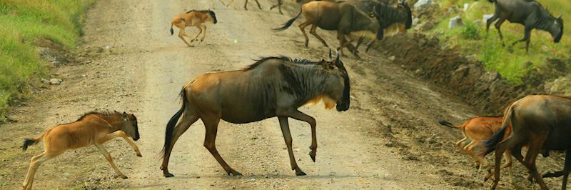 Wildebeest, Serengeti National Park