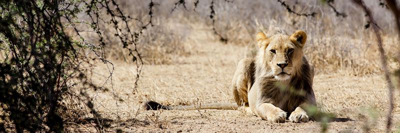 Lioness, Kgalagadi Transfrontier Park