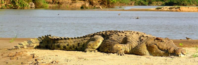 Crocodile, Serengeti National Park