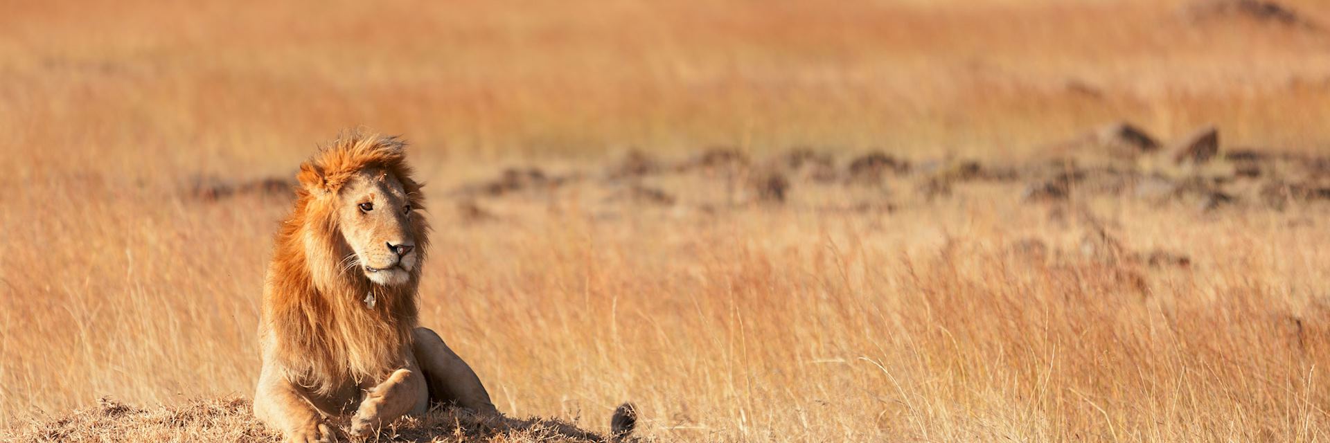 Lion in the Masai Mara