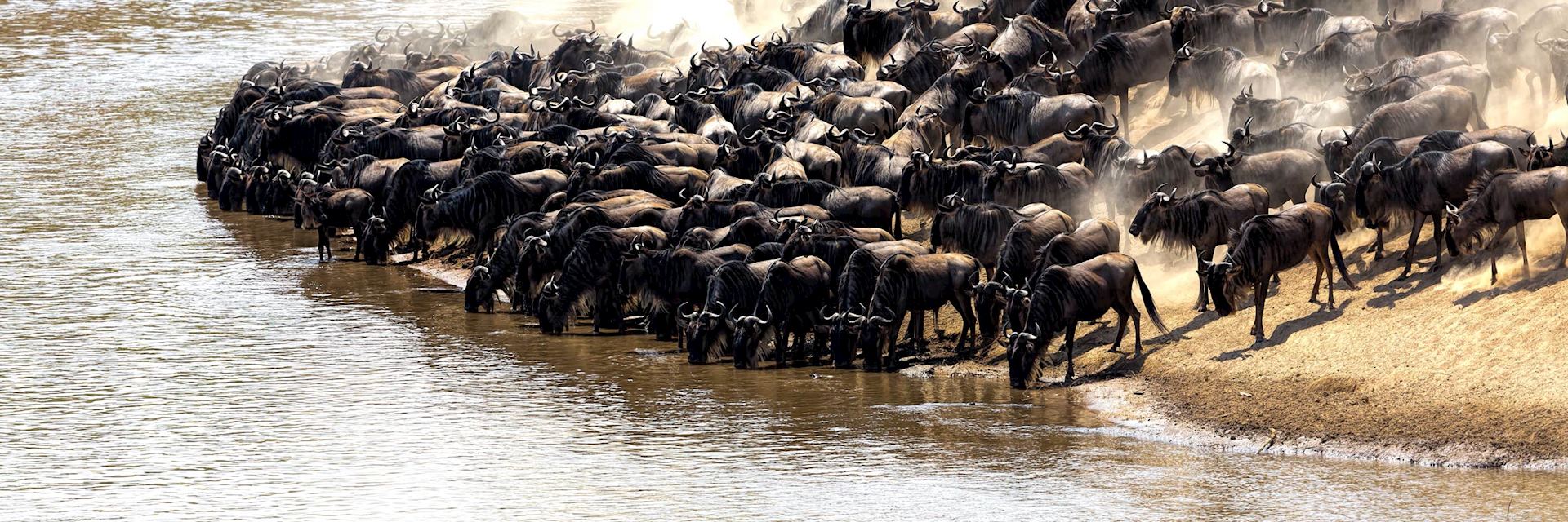 The great migration in Kenya
